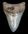 Glossy Inch St Mary's River Megalodon Tooth #4164-1